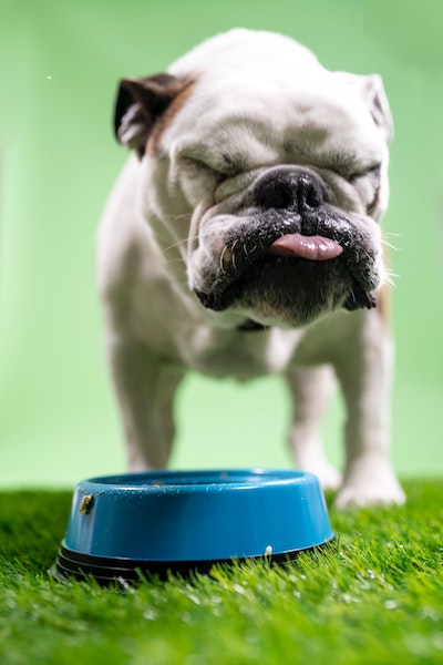 食糞しやすい犬ランキング